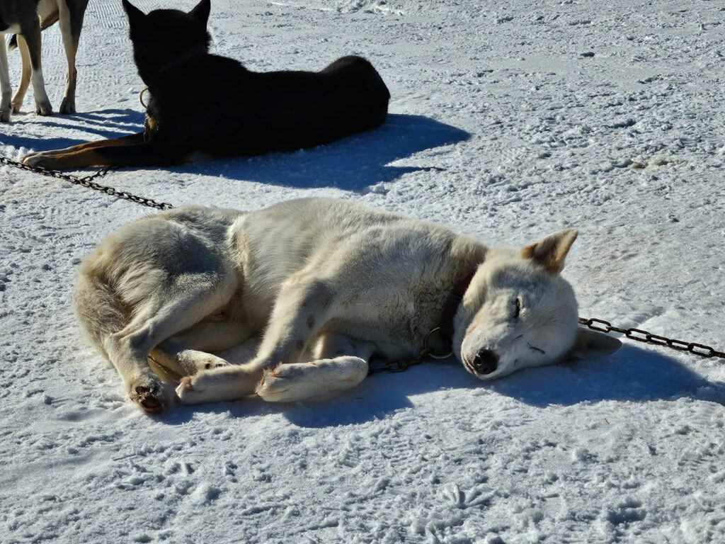 schlittenhunde-husky-anlass-visoparents-veranstaltung-kind-behinderung